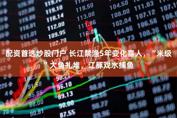 配资首选炒股门户 长江禁渔5年变化喜人，“米级”大鱼扎堆，江豚戏水捕鱼